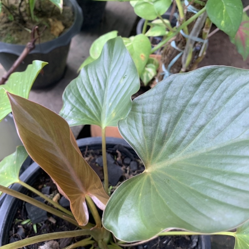 เสน่ห์จันทร์มรกตป่า(ส่งติดใบมรกต)สินค้าแท้ 100% - รูปที่ 2