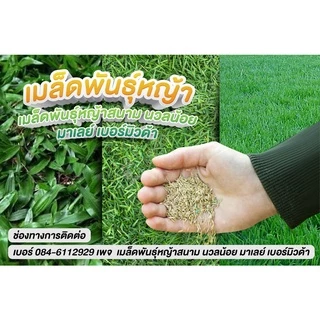 เมล็ดหญ้าสนาม หญ้านวลน้อย 500 - 1000 กรัม แถมฟรียาเร่งราก+ เร่งโต +เร่งเขียว มูลค่ากว่า 250 บาท ส่งฟรี