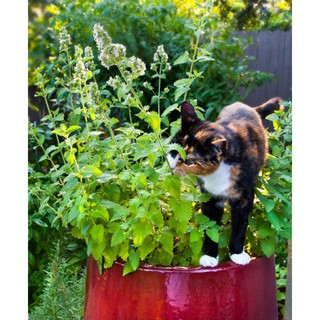 เมล็ดแคทนิป Catnip (Catmint) แบ่งขายหลายขนาดครับ สายพันธุ์ Nepeta cataria