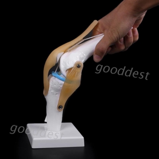 Human Anatomical Knee Joint Flexible Skeleton Model Medical Learning Aid Anatomy H6GC