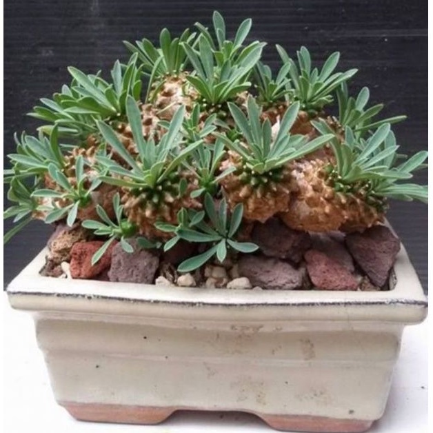 ยูโฟเบีย 🏝️ • Euphorbia japonica • พืชอวบน้ำ • ไม้เมล็ด • ไม้สะสม 🥑💚