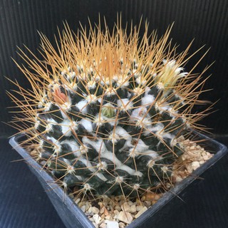 เมล็ดพันธุ์ แมมนิโวซ่า mammillaria nivosa 30 เมล็ด กระบองเพชร cactus M.Nivoza นีโวซ่า