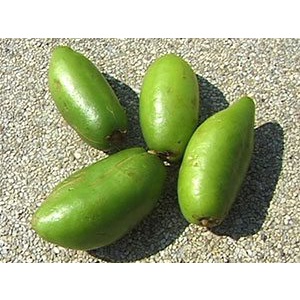 ต้นพันธุ์มะดัน   มะดัน ผลไม้ สมุนไพรรสเปรี้ยว อร่อย พร้อมปลูกในถุงดำ  49 บาท - รูปที่ 5