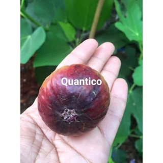 Figs ต้นมะเดื่อฝรั่ง พันธุ์ Quantico อร่อย หวาน หอมมากๆ โตพร้อมให้ลูกแล้ว 10 นิ้ว ลำต้นสูง 1เมตรขึ้นไป