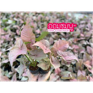 ออมชมพู PINK SYNGONIUM ต้นไม้ประดับ ต้นไม้มงคลสวยๆ ต้นออมชมพู ต้นไม้มินิมอล ประดับตกแต่งบ้านและสวน - easyplant