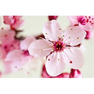 หัวน้ำหอม กลิ่นcherry blossom 0002344