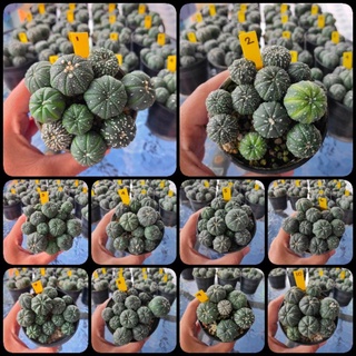 กระบองเพชร แคคตัส (Cactus) Part 1 แอสโตรไฟตัม แอสทีเรียส ASTRO POT 9/20/21 (Astrophytum asterias)