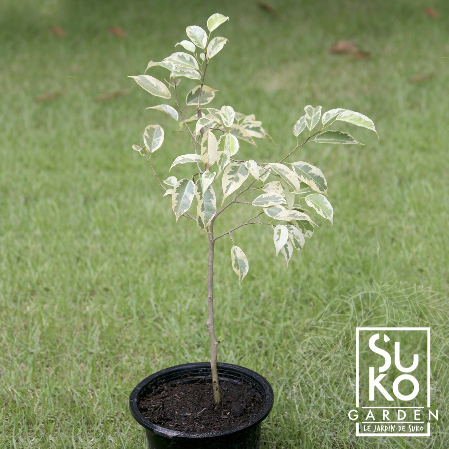 ต้นไทรด่าง | ต้นไทรย้อยใบแหลมด่าง (Ficus benjamina L.variegata) | 60 - 80 ชม. | ต้นไม้ฟอกอากาศ | ไม้ประดับ | ขายในถุง