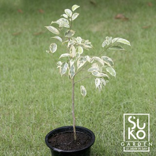 ต้นไทรด่าง | ต้นไทรย้อยใบแหลมด่าง (Ficus benjamina L.variegata) | 60 - 80 ชม. | ต้นไม้ฟอกอากาศ | ไม้ประดับ | ขายในถุง