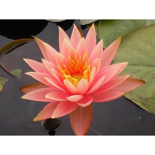 10 เมล็ด เมล็ดบัว สีส้ม นำเข้า บัวนอก สายพันธุ์เมล็ดบัว Waterlily Nymphaea Seeds