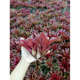 สับปะรดสี Neo fireball (หน่อ)
