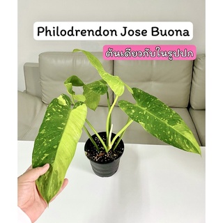 Philodrendon Jose Buono [ส่งฟรี] ฟิโลเดรนดอน โจส บูโน่ ด่าง ส่งทั้งตระกร้า