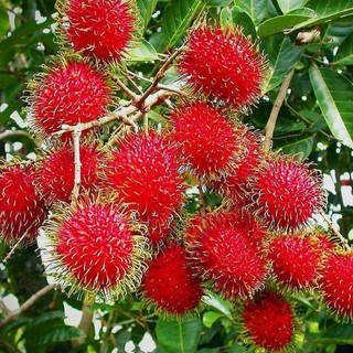 bibit rambutan binjay/ rambutan nglontok