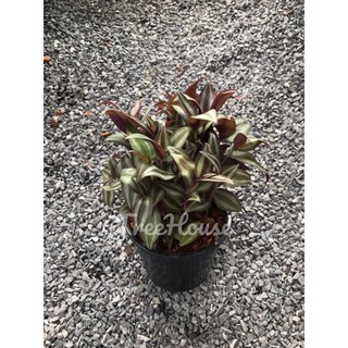 ก้ามปูหลุด กระถาง 6 นิ้ว / Tradescantia zebrina Bosse pot 6