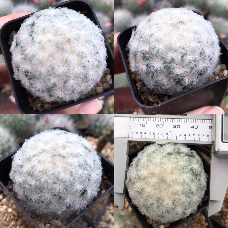 ขนนกขาว ไม้เมล็ด โคนแม่ไม้ญี่ปุ่นค่ะ 🌵 Mammillaria plumosa