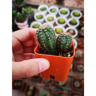 🌵อิชินอปแคคตัสราคาส่ง​ ต้นละ15บาท​ แข็งแรงมาก