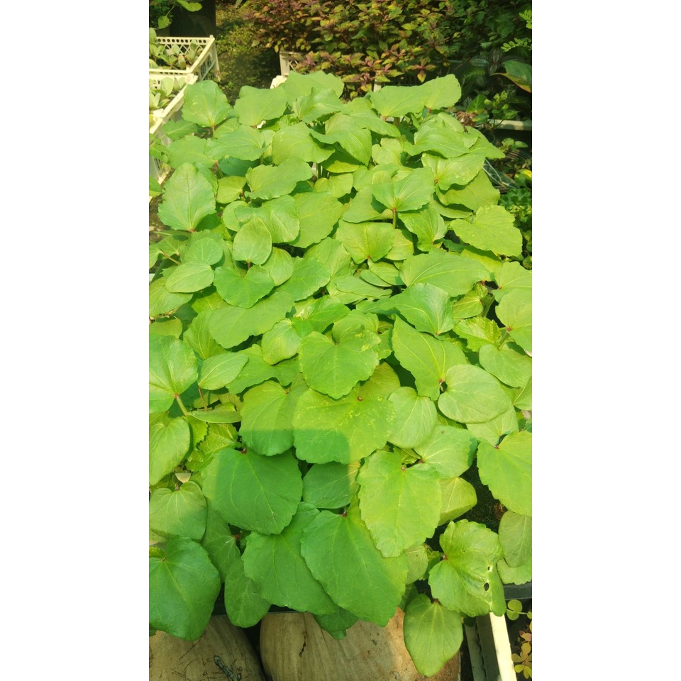 ต้นกล้ากระเจี๊ยบเขียวลูกใหญ่ พร้อมปลูก กล้าละ 10บาท พืชผักบ้านๆ ประโยชน์เพียบพูน สรรพคุณทางยาพร้อมสรรพ - รูปที่ 7