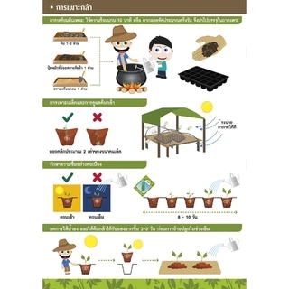 GGEW เมล็ดพันธุ์ซฟ บวบงูลูกผสมคอบร้า 10เมล็ด ตราศรแดง บวบคอบรา