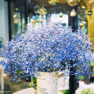 ปลูกง่าย ปลูกได้ทั่วไทย เมล็ดพันธุ์ ดอกจิ๊ปโซฟิล่า (gypsophila seeds) 200 เมล็ด บอนสี เมล็ดพันธุ์ดอกไม้ เมล็ดพันธุ์พืช