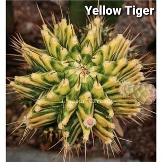 หน่อเด็ดสด แคคตัส ยิมโน "Yellow Tiger" (เสือเหลือง) ด่างสวยๆ