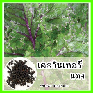 พร้อมส่ง ❗ รหัส 144 เมล็ดพันธุ์แท้ OP แท้   เคลวินเทอร์แดง - Winter Red Kale เคลรัสเซีย เมล็ดเคล เมล็ดผักเคล