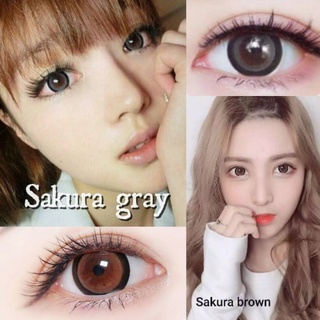 คอนแทคเลนส์ 💝Sakura Gray&amp;Brown💝(Gaezz Secret) สีเทาตัดขอบแบ๊วขายดี