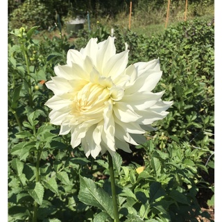 1 หัว/ออเดอร์ รักเร่ Dahlia สายพันธุ์ White Doitung หัวรักเร่