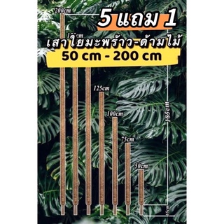 เสาใยมะพร้าว ด้ามไม้ [5แถม1]✅ฟางขาว!หลักต้นไม้ ถูกดีมีคุณภาพ เสาไม้เลื้อย 50cm-200cm เสาไม้เลื้อย 50-200 cm