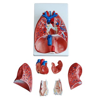 Anatomy model: NK- 302 หุ่นจำลองหลอดคอ หัวใจ และปอด