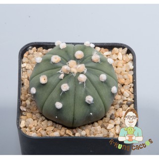 Astrophytum ลูกโออิโบะ SP.222