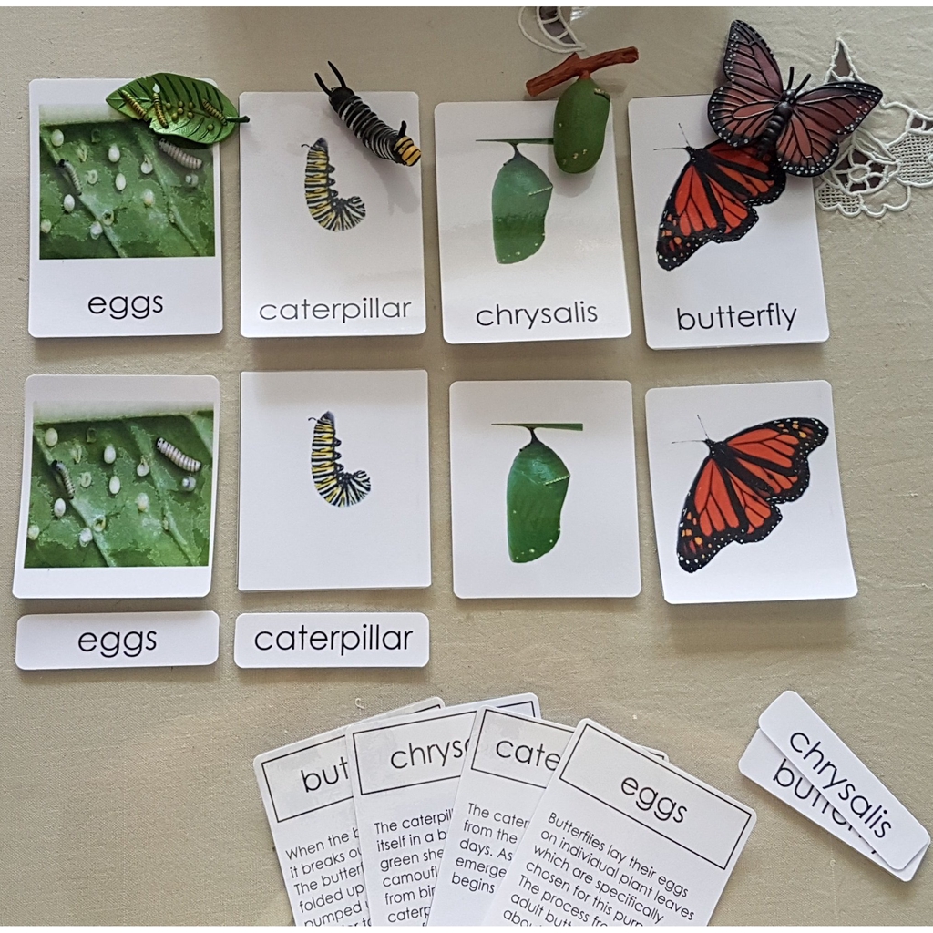 Life Cycle of Butterfly Miniature Models & การ์ด 4 ภาค
