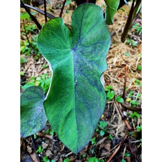 แบล็คเมจิกกลายColocasia esculenta Black Magic ( #variegata )