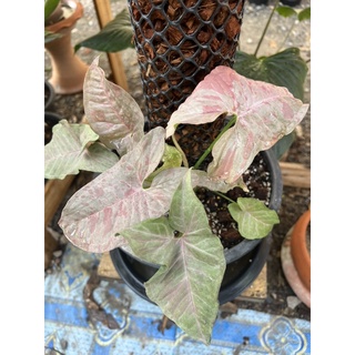 พิ้งค์สปอต Syngonium pink splash จุดชมพู