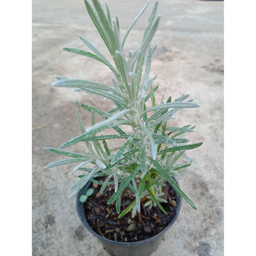 ต้นคูลลิ่ง #โรสแมรี่ขาว(Curry Plant) - รูปที่ 4