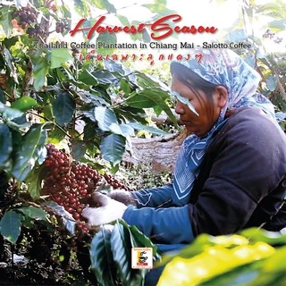 เมล็ดกาแฟคั่วสูตรมาตร Roasted Coffee Standard