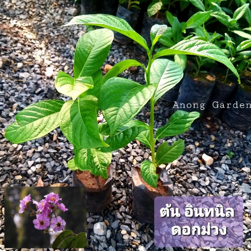 ต้นกล้า อินทนิล ดอกม่วง ต้นละ 15 บาท ไม้ยืนต้น โตเร็ว ดอกสวย