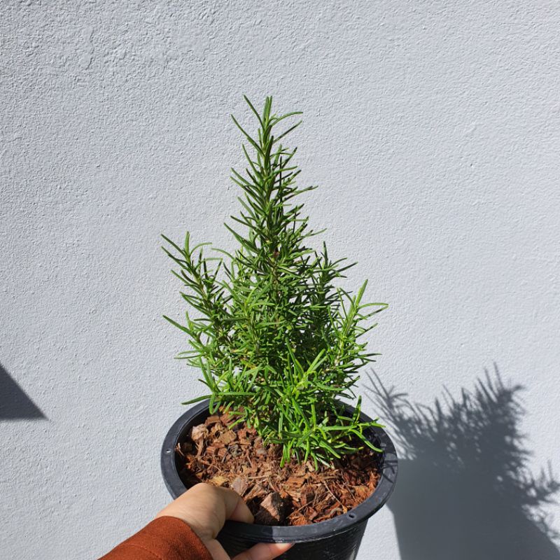 มุมมอง 2