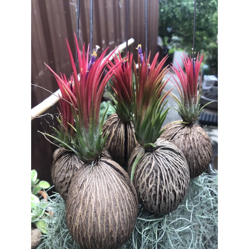 สัปประรดสีฟูโก้สีสวยใส่ลูกตีนเป็ดพร้อมเครฤๅษีพร้อมแขวนราคาถูก 65 บาท (GreenTreeShop)