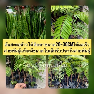 ต้นสะตอข้าวใต้ ติดตา ขนาด20-30cmได้ผลเร็ว  สายพันธุ์แท้จะมีขนาดใบเล็กรับประกันสายพันธุ์