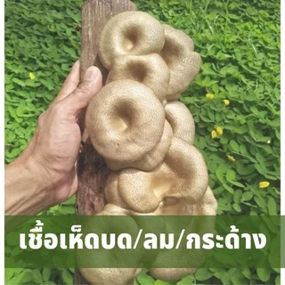 เชื้อเห็ดขอนขาว เชื้อเห็ดบด ลมป่า กระด้าง 1ห่อ​ 100แท่ง+คู่มือการเพาะ📑