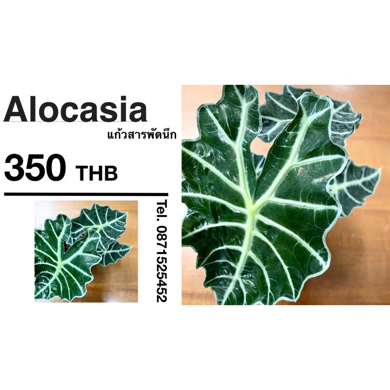 ต้นแก้วสารพัดนึก (Alocasia) ต้นไม้มงคล ช่วยฟอกอากาศ เหมาะสำหรับปลูกในบ้านจ้า