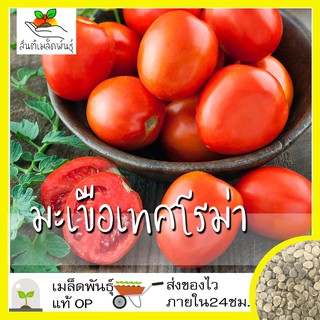 เมล็ดพันธุ์ มะเขือเทศ โรม่า 50 เมล็ด Roma Tomato Seed เมล็ดพันธุ์แท้ นำเข้าจากต่างประเทศ ปลูกผัก สวนครัว โตไว ปลูกง่าย