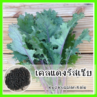 เมล็ด ขายดี/พร้อมส่ง ❗❗ รหัส 011 เมล็ดพันธุ์แท้ OP เคลแดงรัสเซีย - Red Russian Kale ปลูกง่ายมาก/อินทรีย์ คละ สวนครัว ดอก