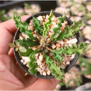 ยูโฟเบียไดโนเสาร์ Euphorbia decaryi แคคตัส กระบองเพชร cactus&amp;succulent