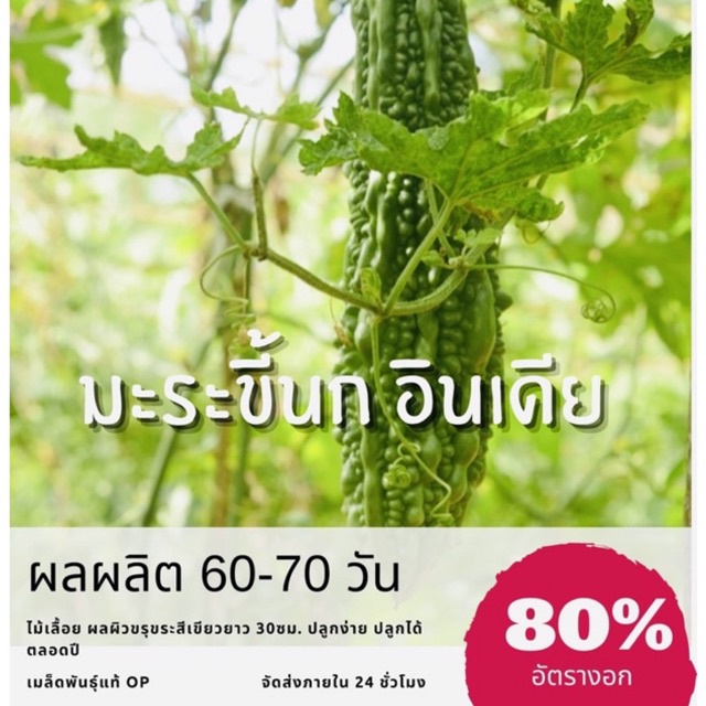 เมล็ดพันธุ์ มะระขี้นกอินเดีย มะระขี้นก (ลูกใหญ่) มะระ ราคาถูก ปลูกง่าย ปลูกไว้ทานกินเอง ซื้อ10แถม1 คละได้