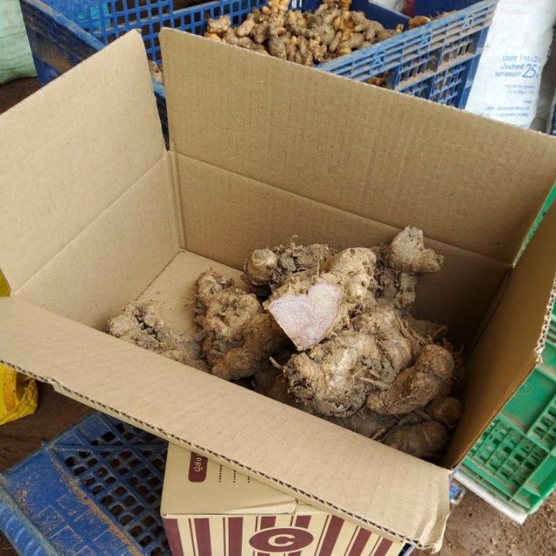 ไพลดำ หัวใหญ่ปลอดสาร อายุ 2-3 ปี  1 Kg