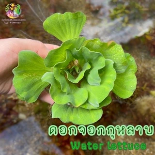 ดอกจอกกุหลาบ Wate lettuec🌸🌱