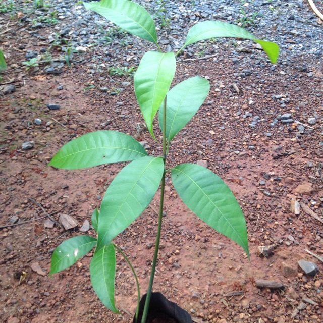 💚ต้นพันธุ์มะม่วงเบาพันธุ์ใต้แท้ลูกดก 👨🏻‍🌾