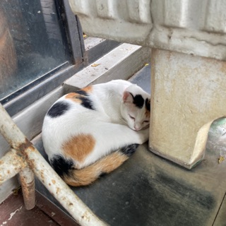 Profile wimolrat2528