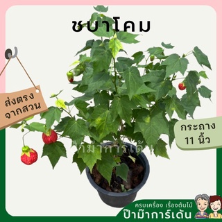 ชบาโคม กระถาง 8 นิ้ว ดอกสีแดง / สีส้ม